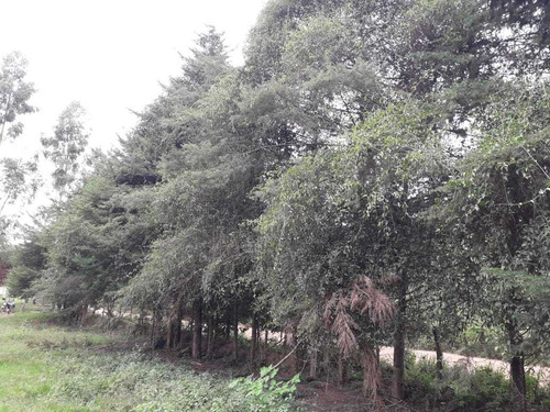 Sítio Carvalhos Com 20.000 M2 - 494