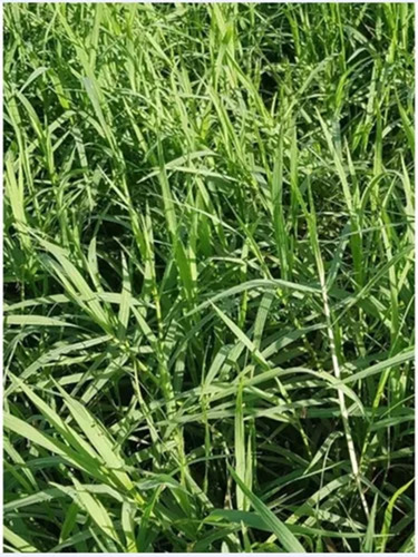 20 Kg De Sementes De Capim Estrela Africana Do Talo Roxo