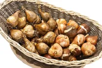 Comprar Bulbos De Junquillo Doble Muy Perfumados - 5 Bulbos! Promo