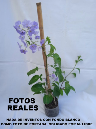Solano Flor Azul ( Trepadora ) Nuevas .. No Hago Envios
