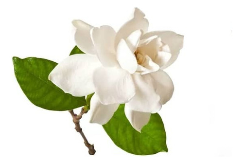Gardenia Jazmin Trepadora Arbusto Ornamental Perfumado