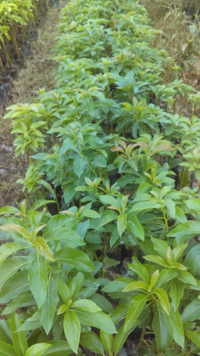 Plantas De Aguacate Injertado Excelentes Variedades