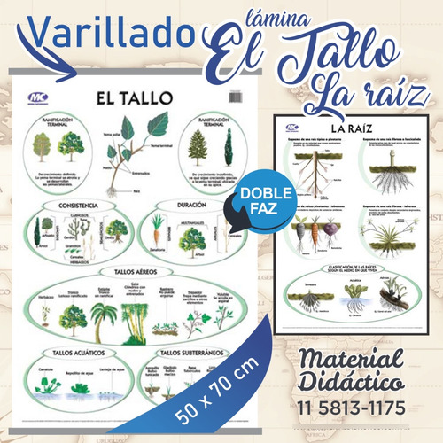 Lámina El Tallo / La Raiz Doble Faz 50x70cm Varillado