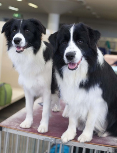 Border Collie Cachorros Calidad Vip Diferentes