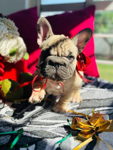  Cachorros Bulldog Francés