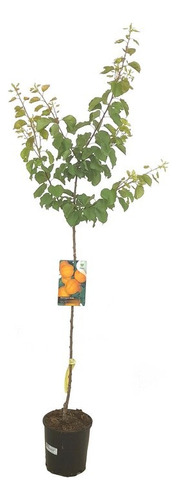Quercus Robur (roble Europeo)