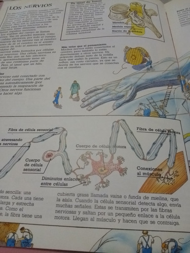 Cómo Funciona Nuestro Cuerpo De S. Parker (1992) - Martínez (Usado)