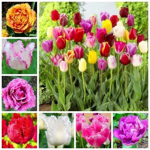 50 Sementes De Tulipas Sendo 25 Especies Coloridas E Raras!!