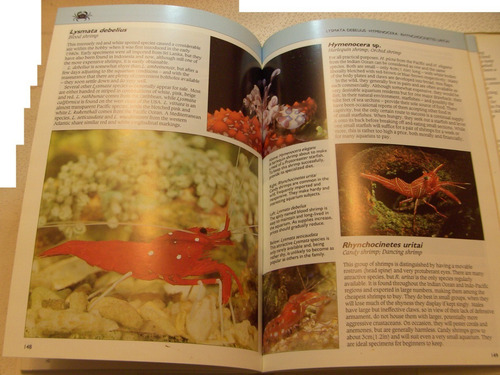 Acuarismo Invertebrados Marinos Camarón Gambas Coral Acuario (Usado)
