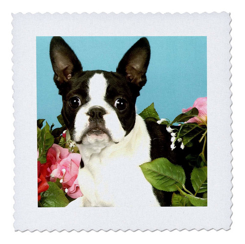 3drose Dogs Boston Terrier Emma Edredon Cuadrado 10 X 10 