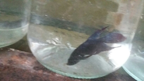 Imagen 2 de 9 de Bettas Machos Juveniles