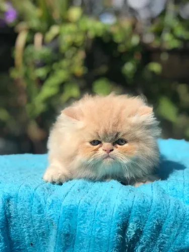 Gata Persa Extrema Hembra Animal Pets Colombia