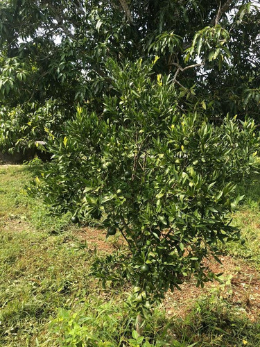 Imagen 13 de 30 de Hacienda En Venta - En San Antonio Tehuitz, Yucatán