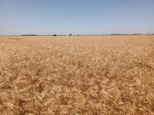 Imagen 3 de 7 de 23 Hectáreas Agrícolas, Almada Gualeguaychú.