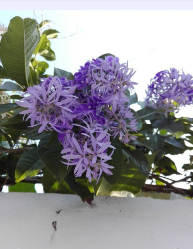 Petrea Raspasombrero Morada Capitán Guía Envío Gratis!