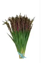 Comprar Oferta 50 Bulbos Jumbos De Gladiola Color Morado Majesty 