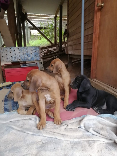 Cachorros Rodesianos De 3 Meses De Edad, Vacunados