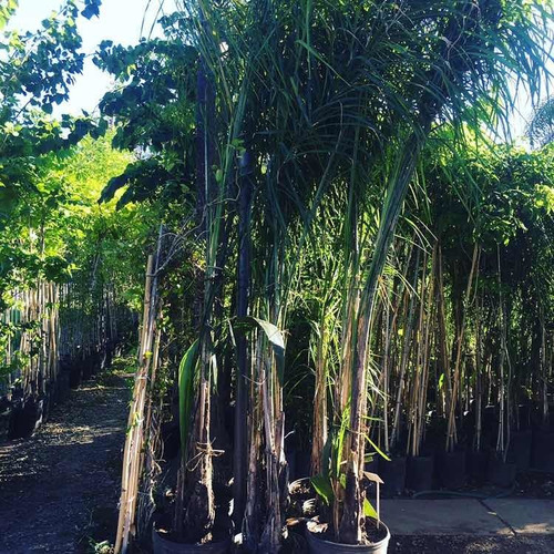 Palmeras Pindo 2,5 Metros (el Rey Del Kiri)
