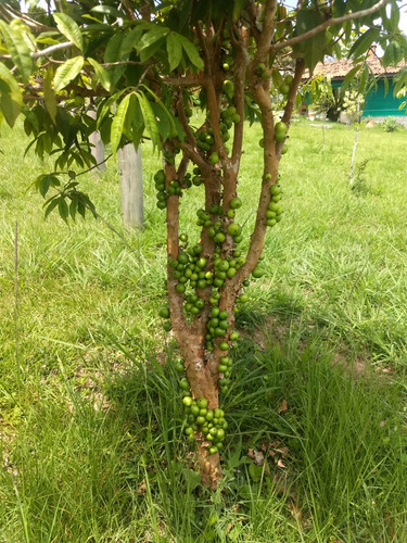 Vendo Sitio Chacara Em Enseada Das Garças Pirai Rj