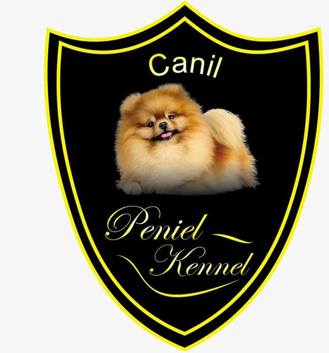 Spitz Alemão Anão