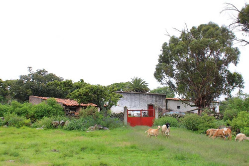 Imagen 1 de 14 de Rancho Ganadero En Venta En Nopala Hidalgo.
