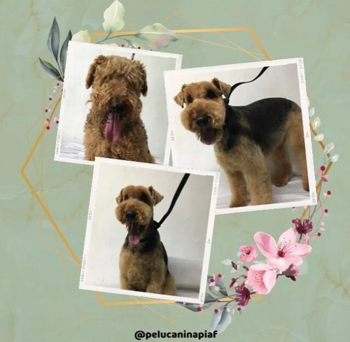 Imagen 4 de 12 de Peluquería Canina - Traslados Para Mascotas - Reiki Y Gemo.