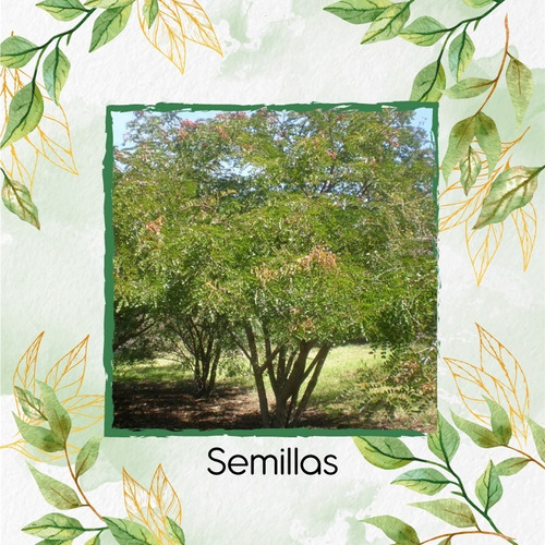 60 Semillas De Árbol Caesalpinia Spinosa