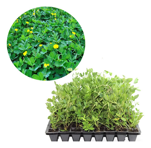 1 Muda De Grama Amendoim Ideal Para Paisagismo Jardins