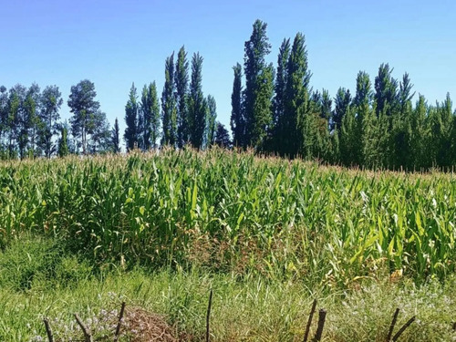 Terreno En Venta En Yerbas Buenas - Excelente