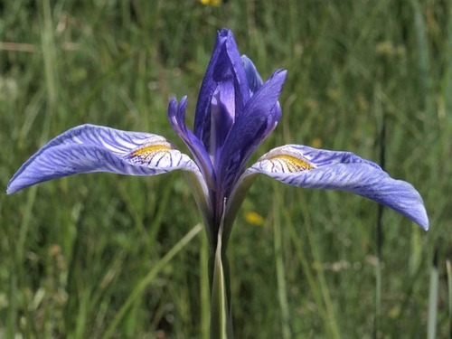 Sementes De Iris Azul - Iris Missouriensis  Rarissimo!!