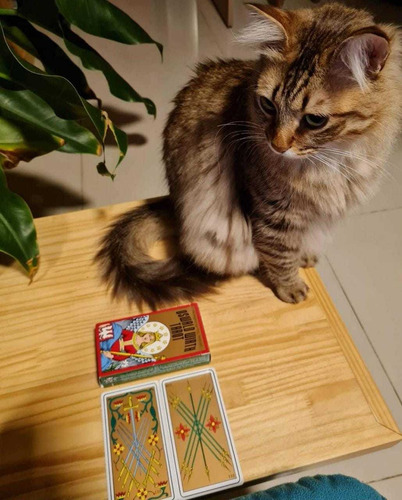 Imagem 3 de 3 de Tarot E Baralho Cigano Terapêutico