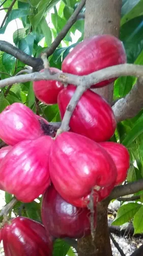 Puma Rosa Fruta Plantas.exotica | MercadoLibre