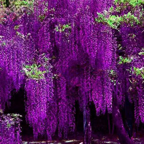 Semillas Wisteria Flores Bonsai Púrpura Profundo