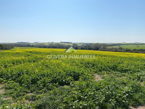 Muy Buen Campo A La Venta 79 Has Agrícolas - Ref: 5308