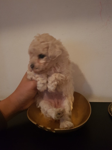 Caniche Mini