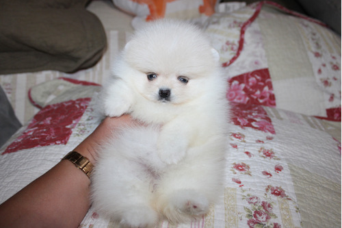 Hembra Pomerania Inscrita Kennel Club Coreana  