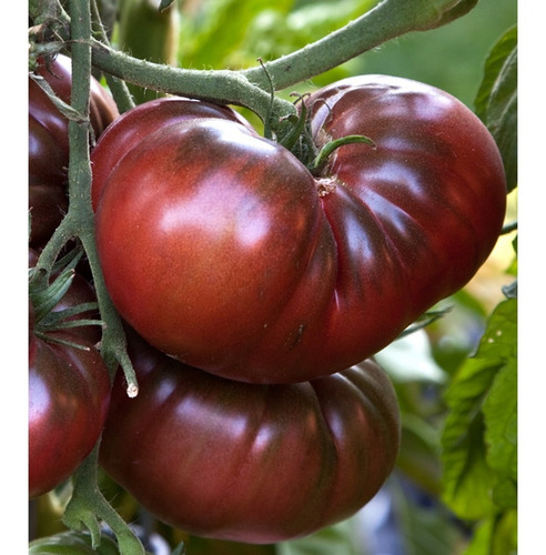 25 Semillas De Tomate Heirloom Negro De Crimea