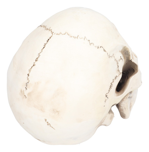 Adorno Decorativo De Resina Con Modelo De Calavera De Animal
