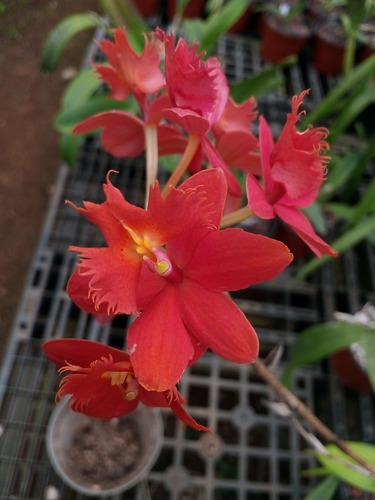 Orquídea Vanda Y Dos Epidendrum