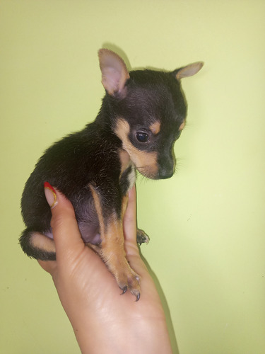 Pinscher Machos 