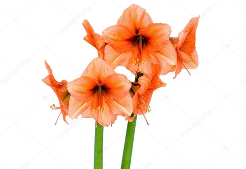 Kit 15 Bulbos De Flores | Amarílis - Amaryllis Laranja | Frete grátis