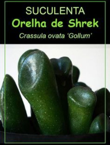 Crassula Ovata Gollum/ Orelha De Shrek