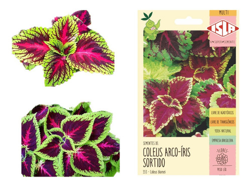 Coleus Arco Iris Sortido - 150mg/ 500 Sementes Aproximado