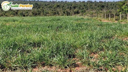 Imagem 8 de 15 de Fazenda À Venda Em Ribas Do Rio Pardo - Ms - 110 Hectares (pecuária) - 2122