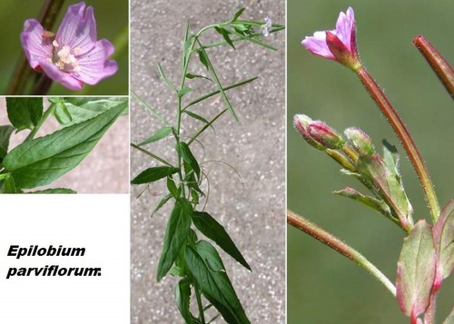 Imagem 2 de 10 de Sementes De Epilobio Epilobium Parviflorum Planta Prostata