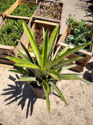 Aechmea Distichantha - Bromelia Epifita O De Tierra - M 3 Lt