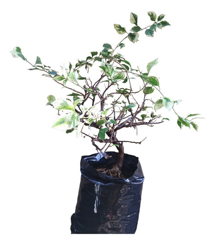 Bugambilia Variegada Variegata Para Bonsai 