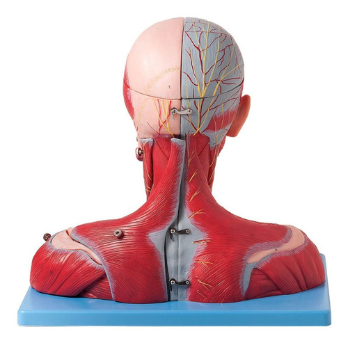 Cabeça E Pescoço Muscular Vasos Nervos Cérebro 19 Partes