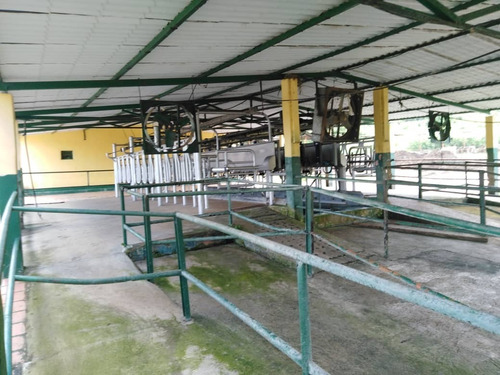 Imagen 6 de 29 de Finca Ganadera Y Agricola En Venta En Bejuma, Edo Carabobo 04121994409