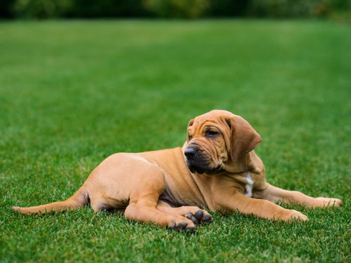 Perro Fila Brasilero Cachorro Fila Brasileño Medellin Bogota